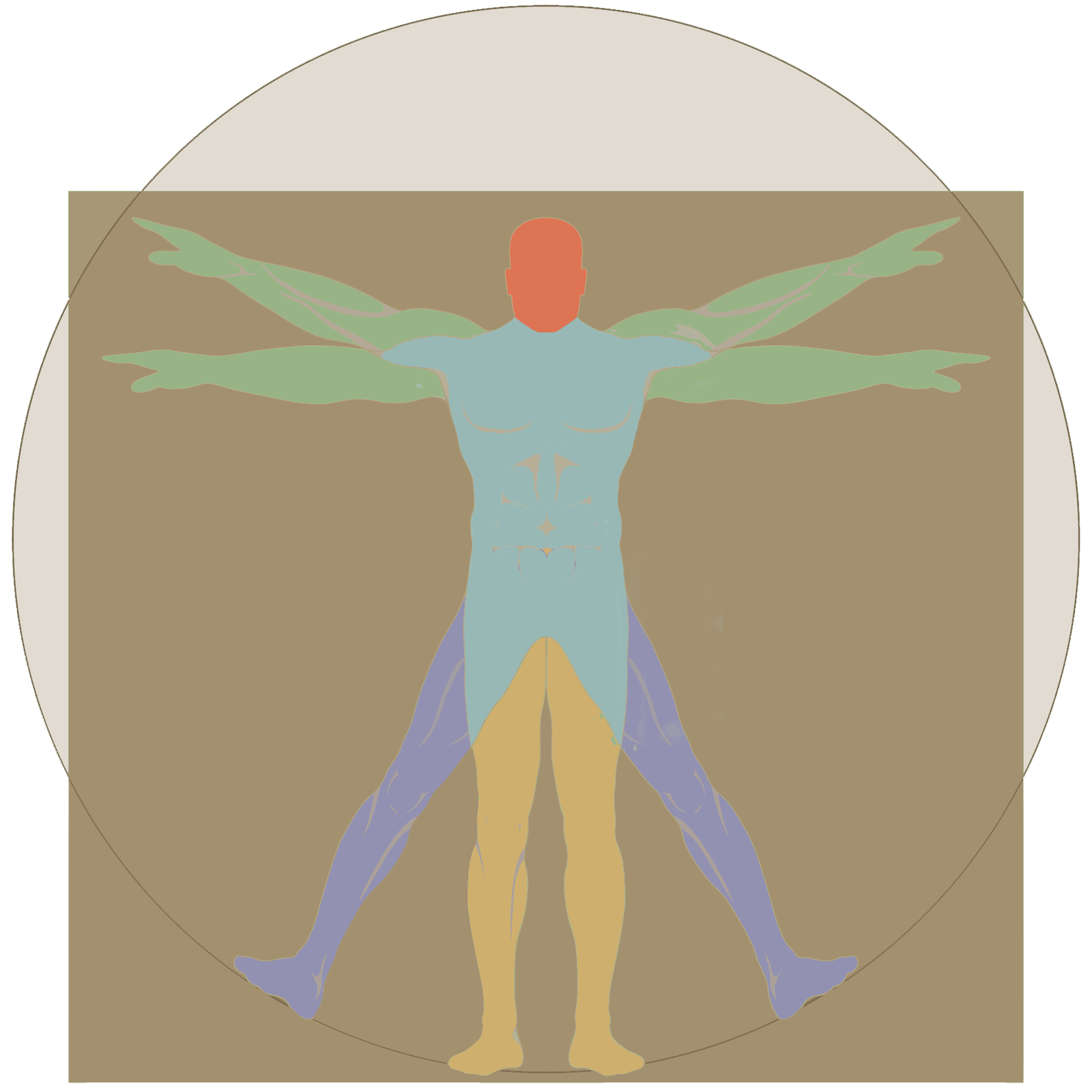 A Vitruvian figure with seven areas colored to represent the seven parts of the Truvian Profile.